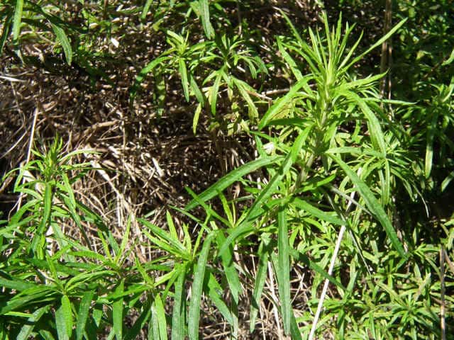 ヒメヨモギ葉 ヒメヨモギ葉