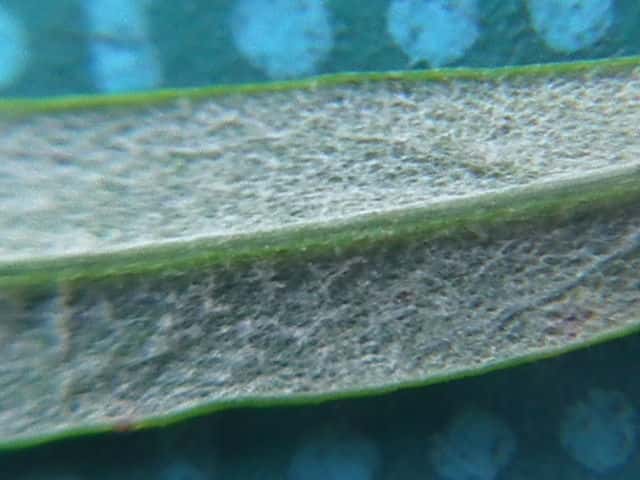 ヒメヨモギ葉裏面 ヒメヨモギ葉裏面