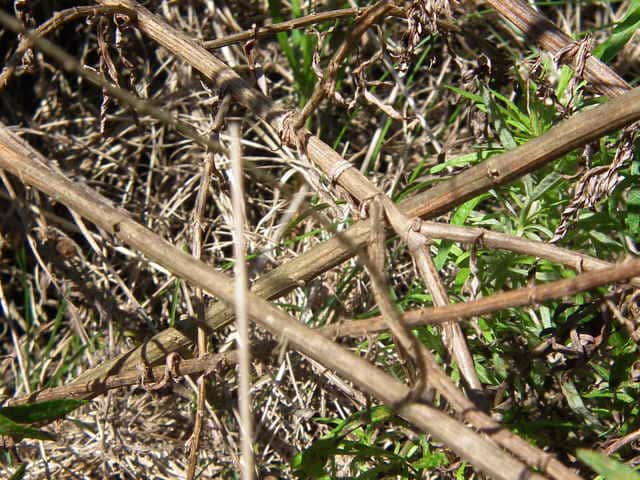 ヒメヨモギ ヒメヨモギ