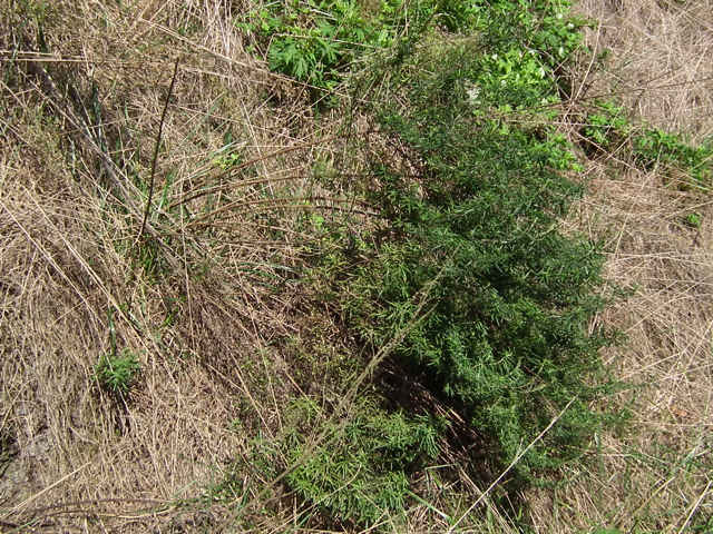 ヒメヨモギ ヒメヨモギ