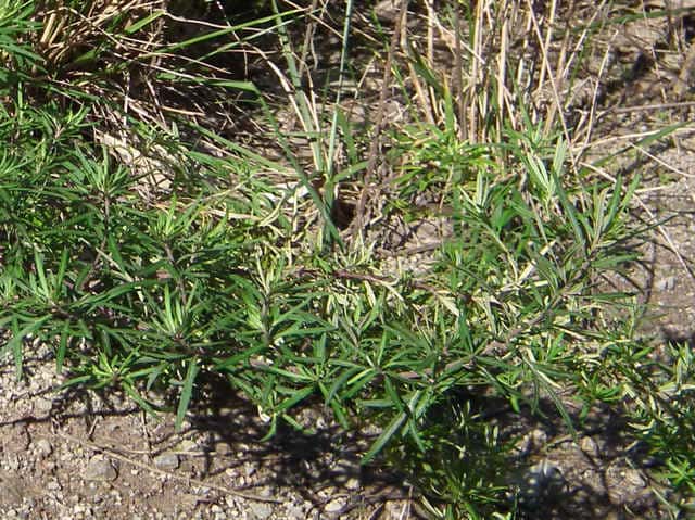 ヒメヨモギ ヒメヨモギ