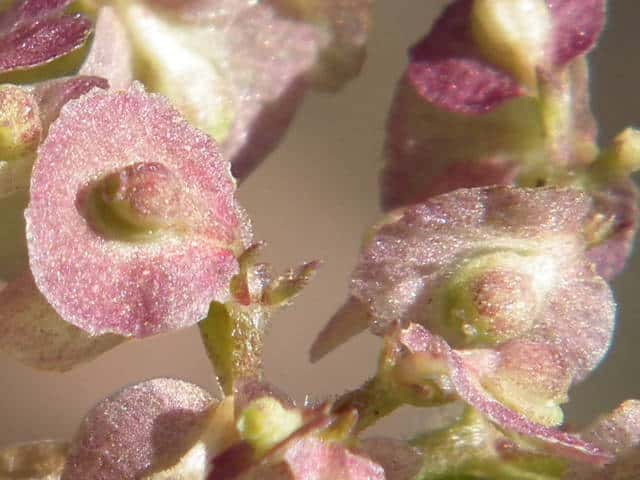 �I�g�R�G�V