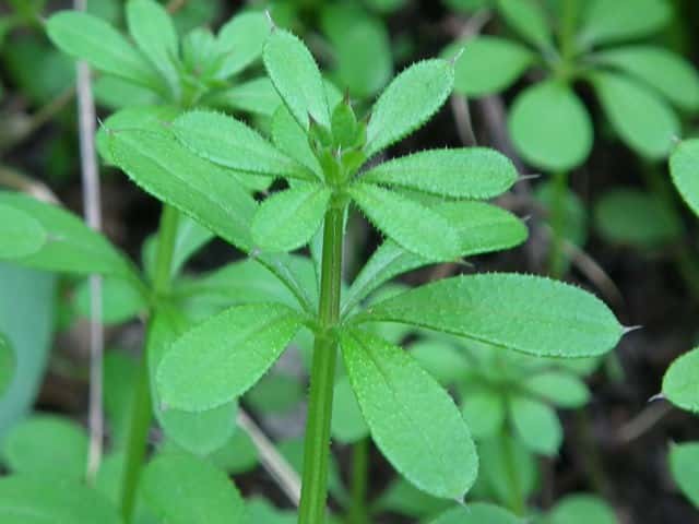 ���G���O��