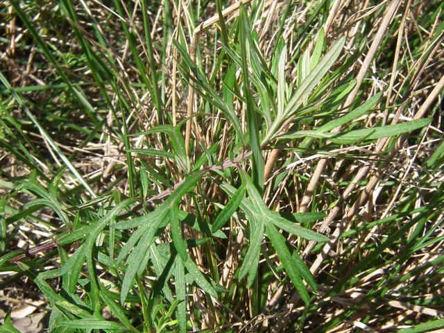 ヒメヨモギ ヒメヨモギ葉