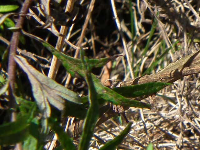 ヒメヨモギ ヒメヨモギ