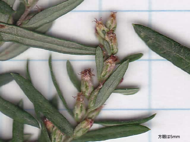 ヒメヨモギ花序 ヒメヨモギ花序