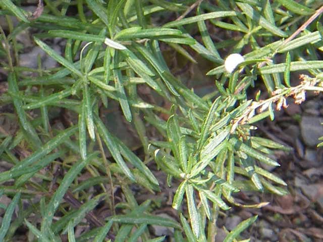 ヒメヨモギ葉 ヒメヨモギ葉