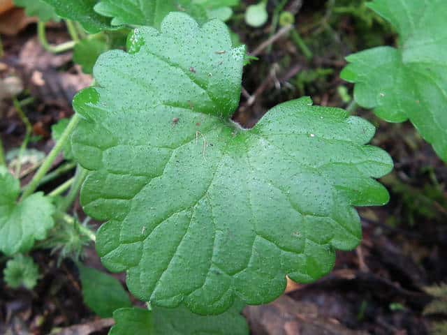 �J�L�h�I�V