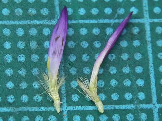 ノコンギク ノコンギク