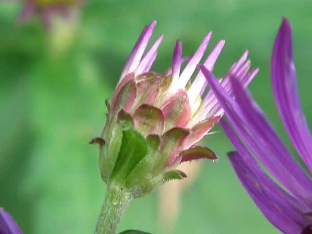 ノコンギク ノコンギク