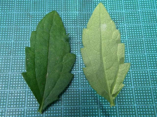 ノコンギク ノコンギク