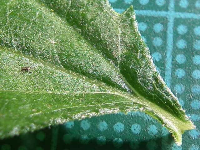 ノコンギク ノコンギク