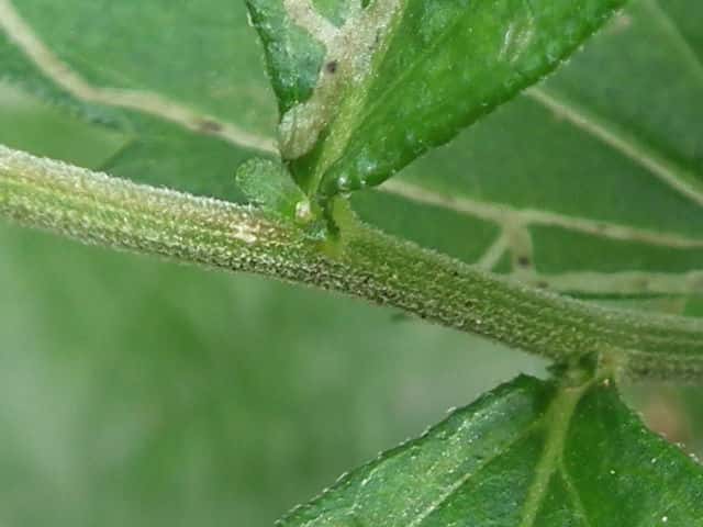 ノコンギク ノコンギク