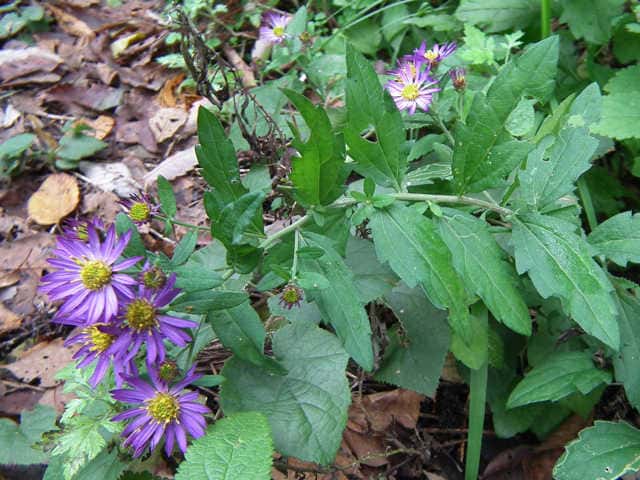 ノコンギク ノコンギク