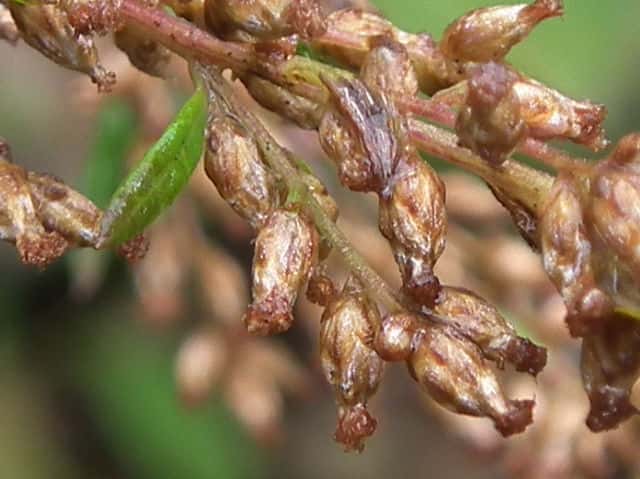 ヒメヨモギ花 ヒメヨモギ花