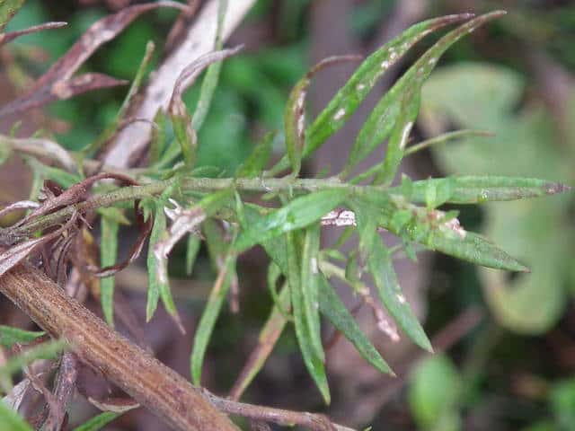 ヒメヨモギ葉 ヒメヨモギ葉