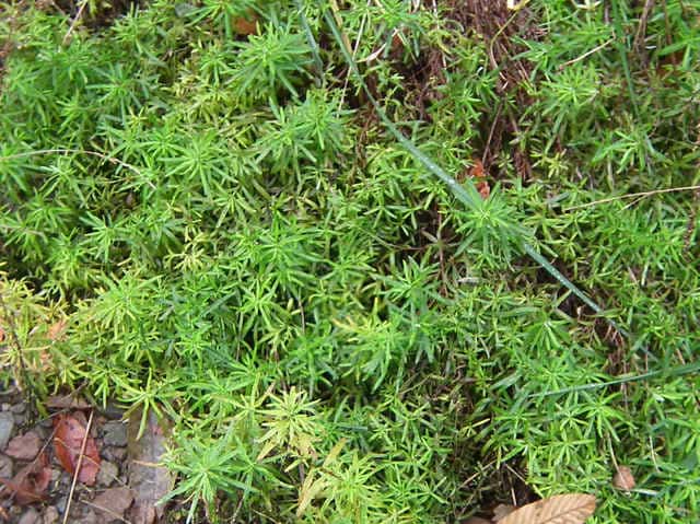 ヒメヨモギ ヒメヨモギ