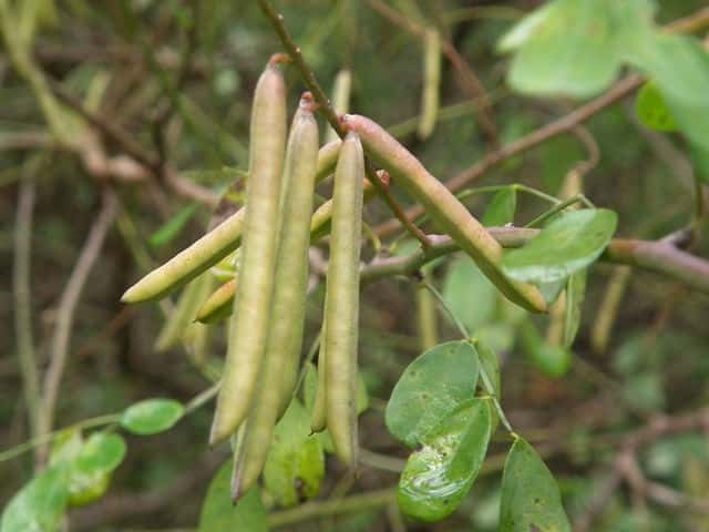 �g�E�R�}�c�i�M