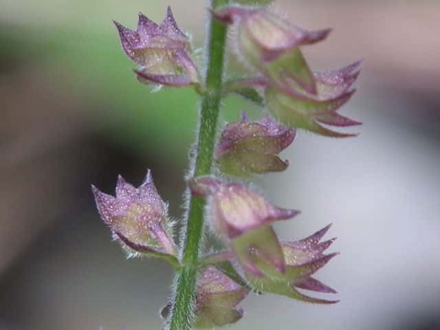 �C�k�R�E�W��