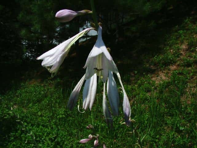 オオバギボウシ