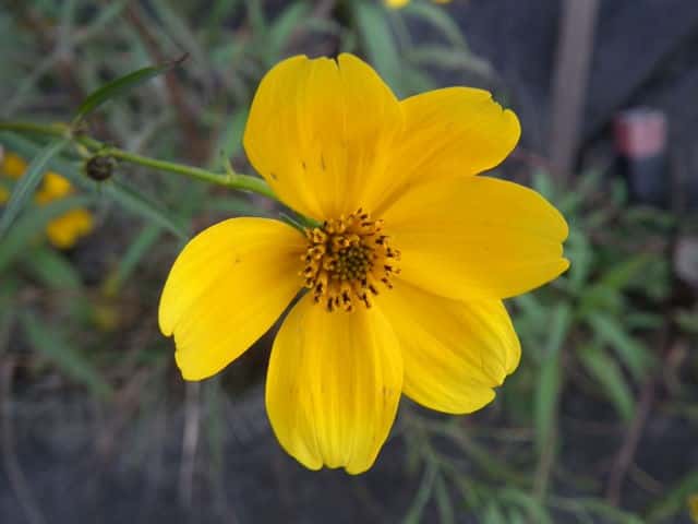 キンバイタウコギ