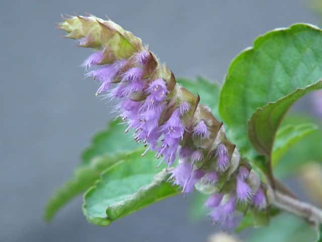 ナギナタコウジュ