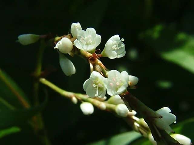 シロバナサクラタデ