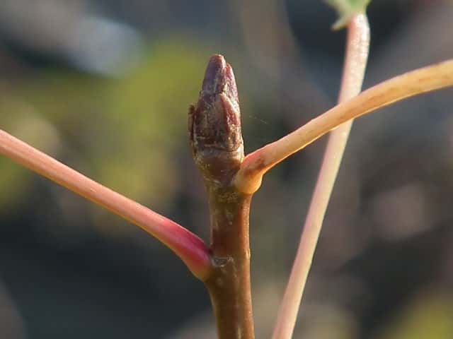 �J�����i�n�R���i�M