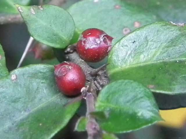 �I�I�A���h�E�V