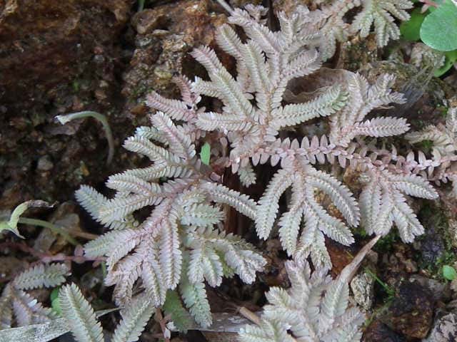 �R���e���N���}�S�P