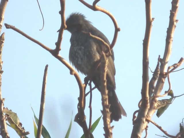 �q���h��