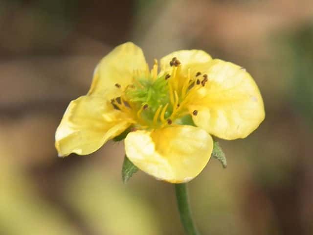 �_�C�R���\�E