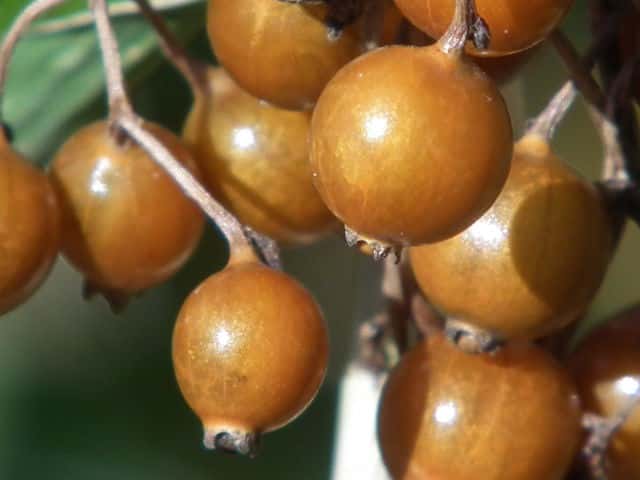 �w�N�\�J�Y��