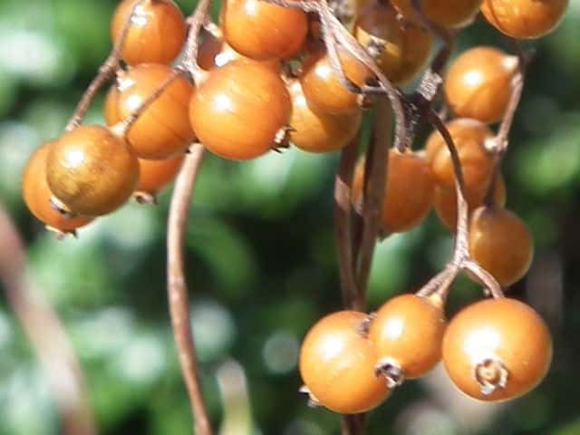 ヘクソカズラ果実