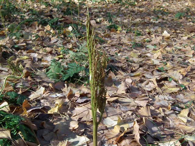 �t���m�n�i�����r