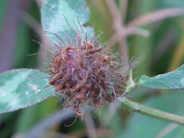 アカツメクサ果実