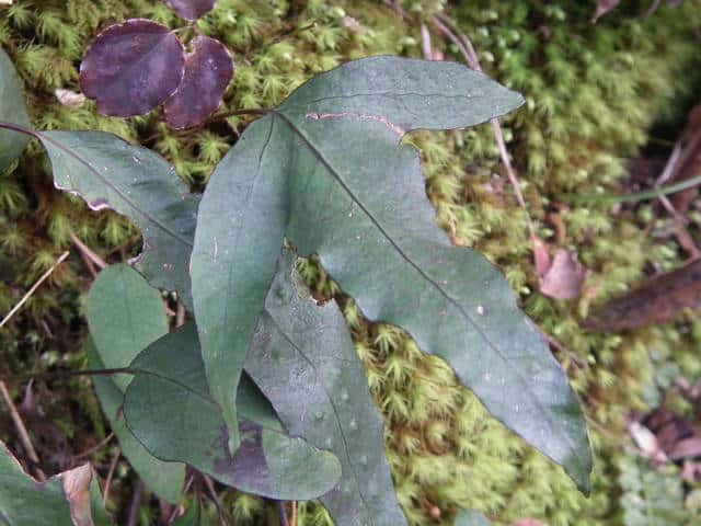 �~�c�f�E���{�V