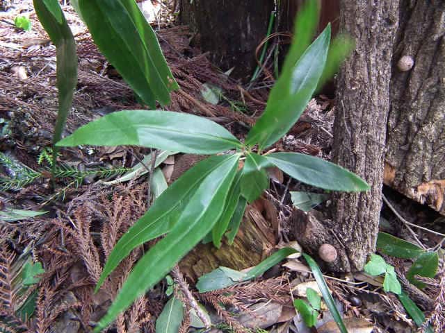 �J���^�`�o�i