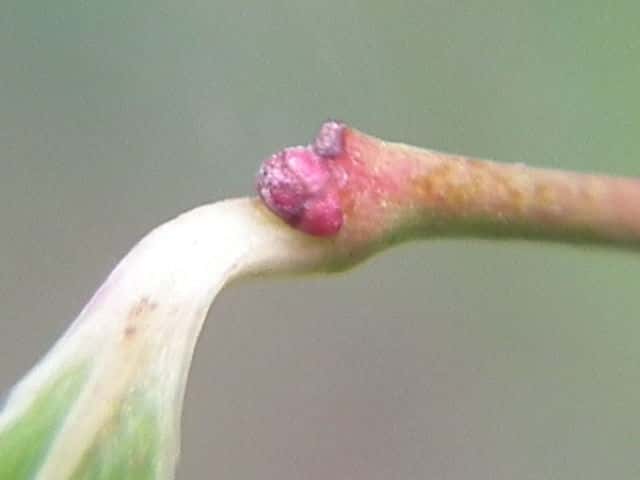 �V���V�����{