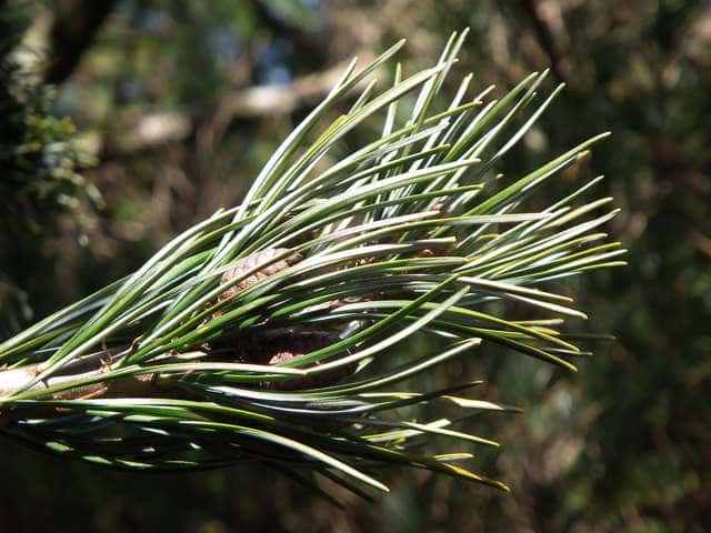 �S���E�}�c