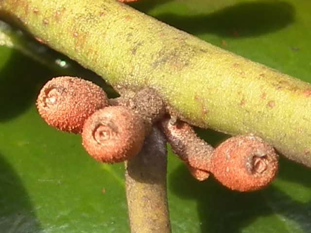 �I�I�o���h���M