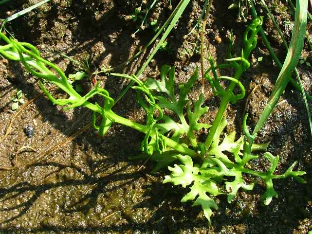 ヒメミズワラビ