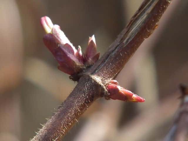 �X�C�J�Y��