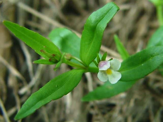 アゼトウガラシ