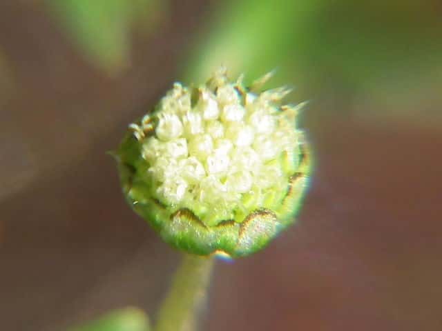 �}���J�~�c��