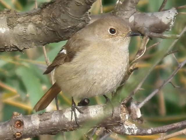 �W���E�r�^�L