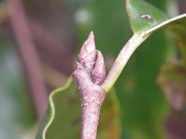 �����{�N