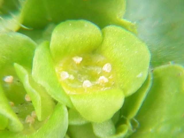 ���}�l�R�m���\�E