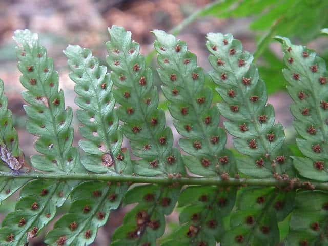 ハチジョウベニシダ