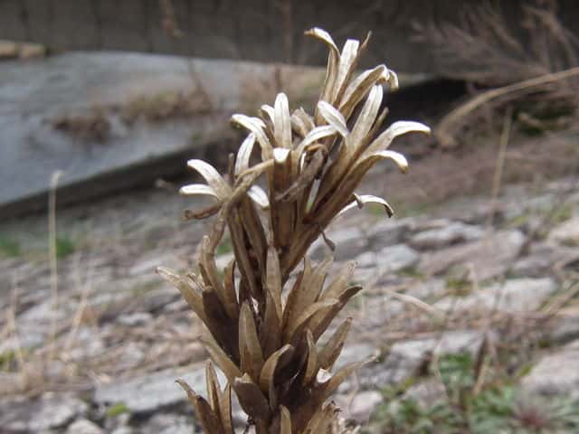 メマツヨイグサ果実